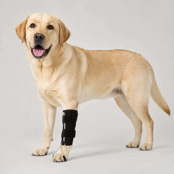 Anti-Drag Dog Knuckling Brace for DM & IVDD Paw Retraining