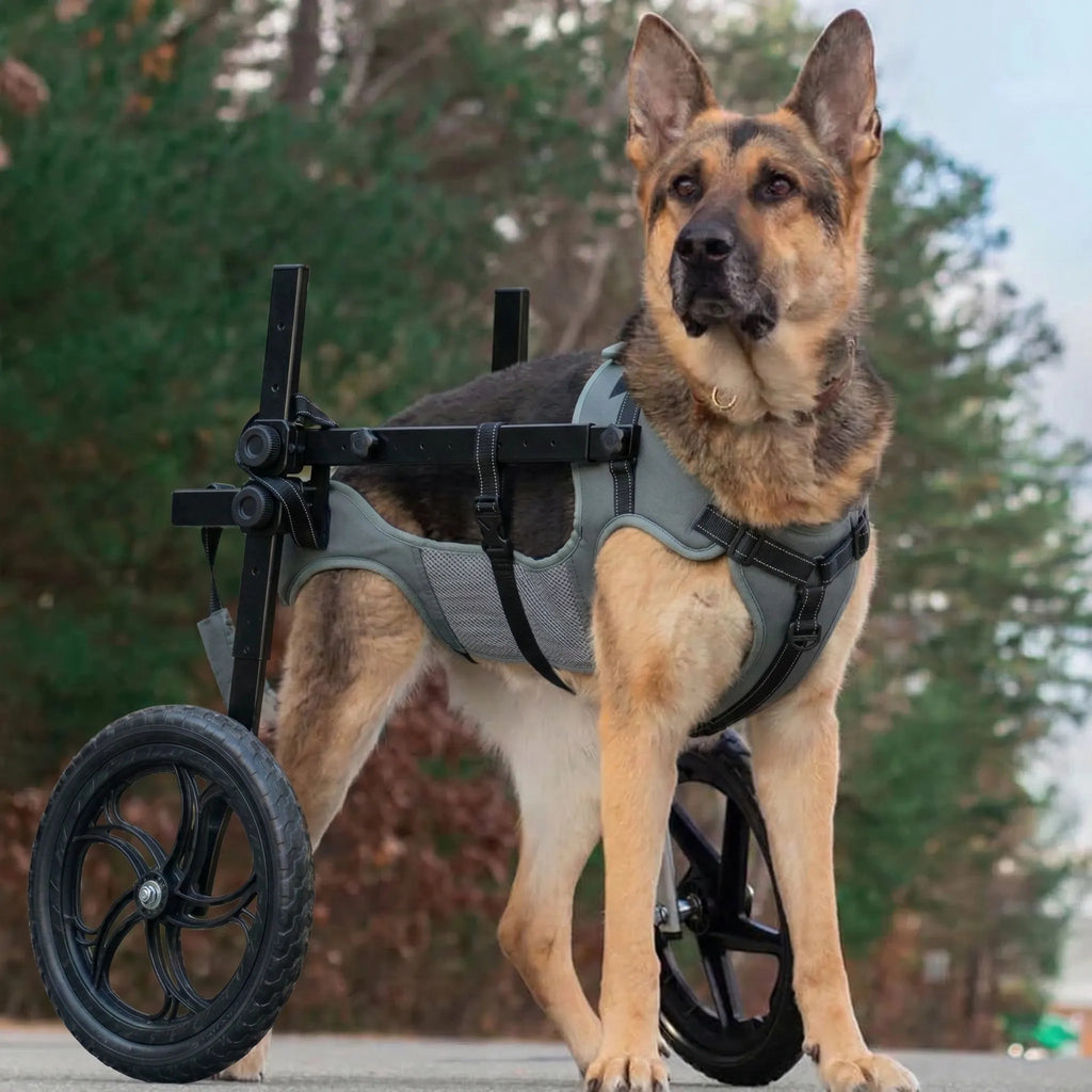 Large Dog Wheelchair for Back Legs – Adjustable Rear Support Mobility Cart for Senior & Disabled Dogs