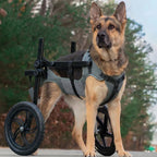 Large Dog Wheelchair for Back Legs – Adjustable Rear Support Mobility Cart for Senior & Disabled Dogs